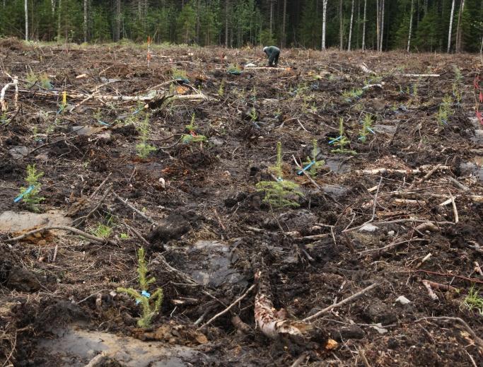 kasvihuoneolosuhteisiin vähitellen