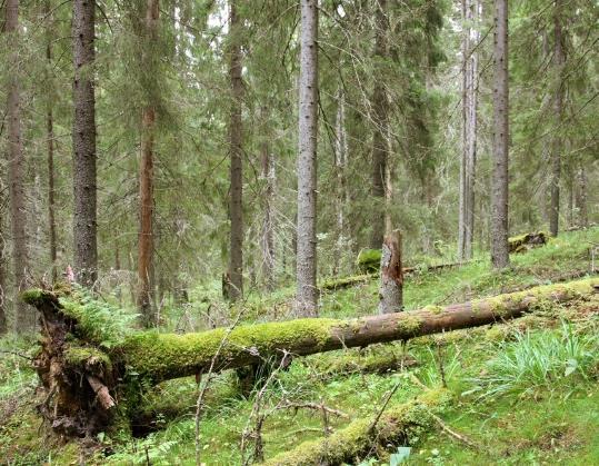 Suurin osa 32 hehtaarin alueesta on yli 100-vuotiasta, luonnontilaista kuusimetsää, jonka rehevyyttä ilmentävät siellä täällä kasvavat metsälehmukset ja näsiät.