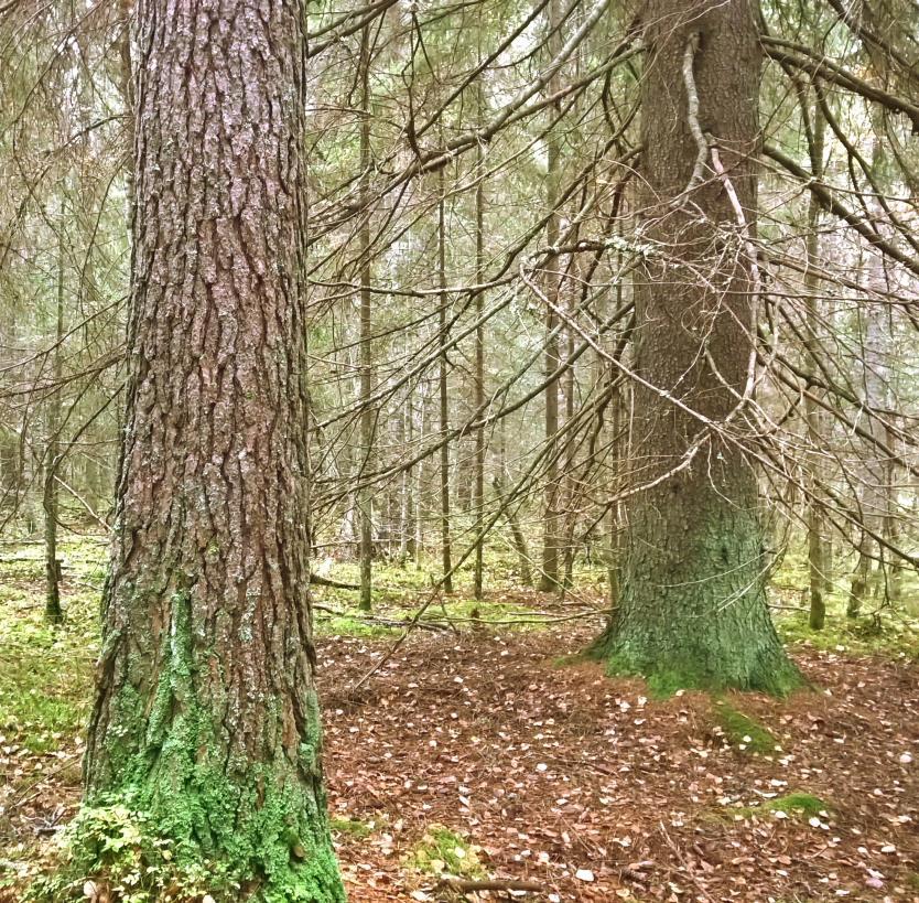 Keuruu on ollut tunnettu Keurusselän rannoistaan, mutta keskustan läheisyydessä Pöyhölän metsä on viimeinen jäljellä oleva rauhallinen ranta retkeilyyn ja virkistykseen.