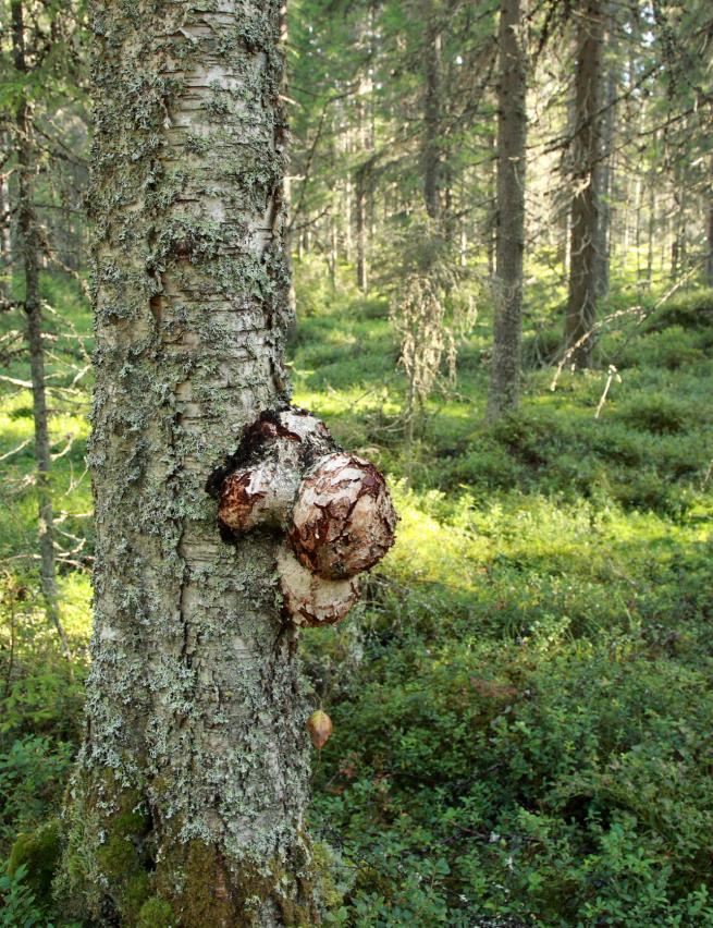 Alue kuuluu Natura 2000-verkostoon. Niemen keskiosat kasvavat noin 100-vuotiasta kuusimetsää, jossa muurahaiset väsymättä tallaavat polkujaan pehmeään sammalpeitteeseen.