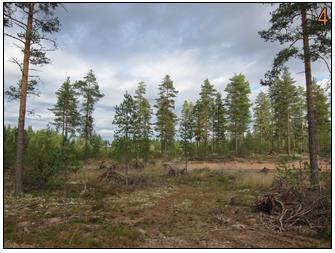 32 Kuva 13. Näkymä Harjureitiltä imeytysaltaalle. Siirretyn reittiosuuden pituus on 164 metriä ja imeytysaltaat kiertävän reitin pituus on 236 metriä. 5.1.2 Säkyläntien ja Virttaan Eräveikkojen majan reittimuutos Siirretty Harjureitin osuus on kulkenut lähes suoraan Eräveikkojen majalta kohti Säkyläntien paikoituspaikkaa.