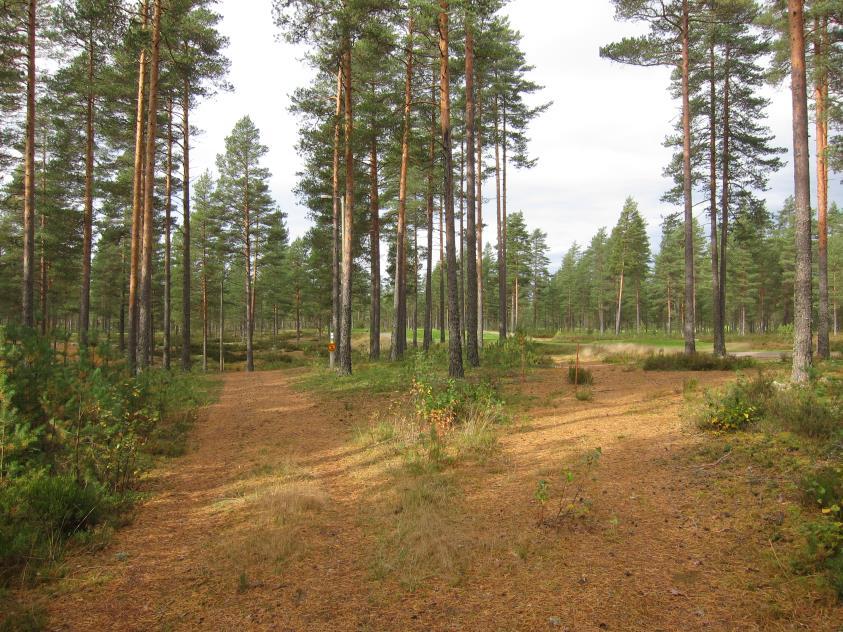 39 Lisäksi reitti on kulkenut Kankaanjärveltä pohjoiseen nykyisen golfkentän toiminta-alueelle. Nykyisellään Harjureitti jatkuu etelämmästä, Kankaanjärven länsipuolelta kohti Vampulan ulkoilumajaa.