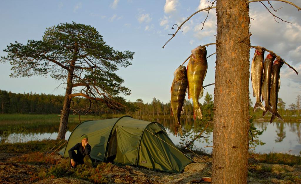 Char and trout are the most common species of inland fish, but you can also catch whitefish, grayling, perch, pike and burbot in the eastern and inland areas of Finnmark.