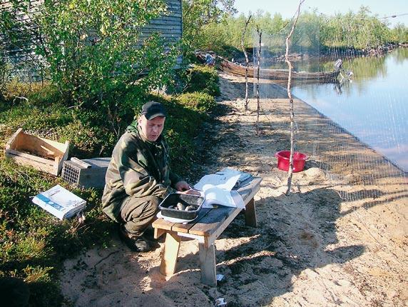 Kuva 3. Pyydettyjen kalojen laskemista Enontekiöllä. (Kuva Matti Rantatalo) 3,7 hehtaarin alalta ja vähempiarvoisia kaloja pyydettiin reilu 3 700 kg.