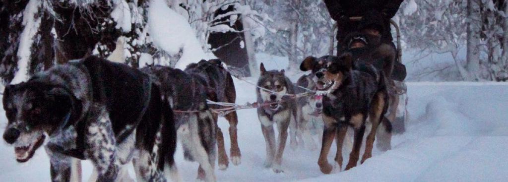 POROT Kunnan alueella laiduntaa yli 20 000 poroa eli lähes kolme kertaa enemmän kuin kunnassa on asukkaita.