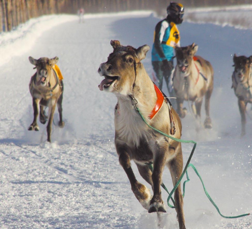 Kilpailun lomassa on paljon oheisohjelmaa koko perheelle. www.porocup.