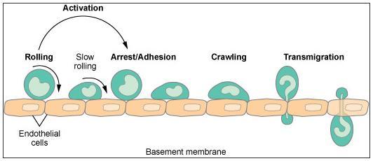 12 raation tapahtuvan myös transsellulaarisesti. Transsellulaarinen transmigroituminen tarkoittaa leukosyytin työntymistä suoraan endoteelisolun läpi.