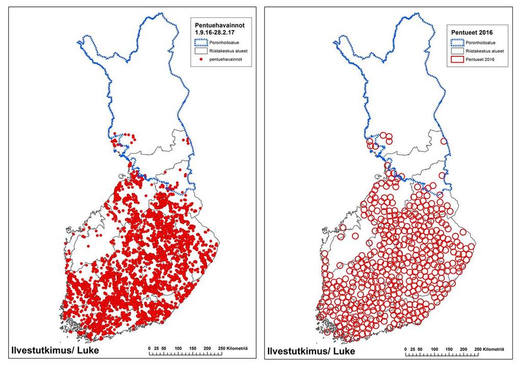 6 Kuva 2. Ilvespentueista tallennetut näkö- ja jälkihavainnot 1.9.2016-28.2.2017 sekä havainnoista johdettu arvio erillisistä pentueista vuonna 2016 esitettynä kartalla.