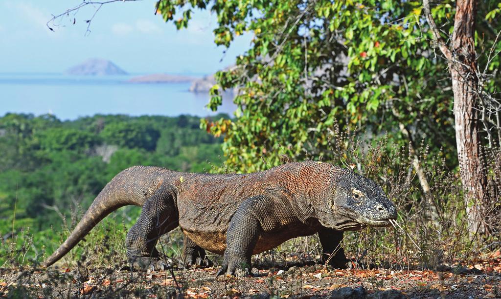 Labuan Bajo on pieni satamakaupunki, jonka merkitys on viime vuosina alkanut kasvaa sitä myötä, kun tietoisuus Komodon saaristosta on kiirinyt maailmalle.