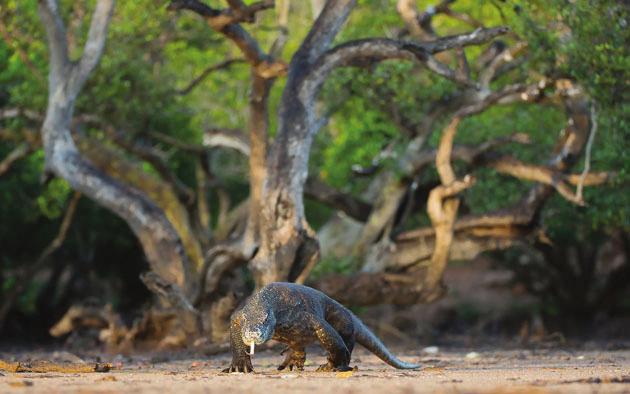 To 10.5.2018 Komodo Resort (A, L, P) Majoittuminen: Komodo Resort (täysihoito). Vapaapäivä Komodon saaristossa.