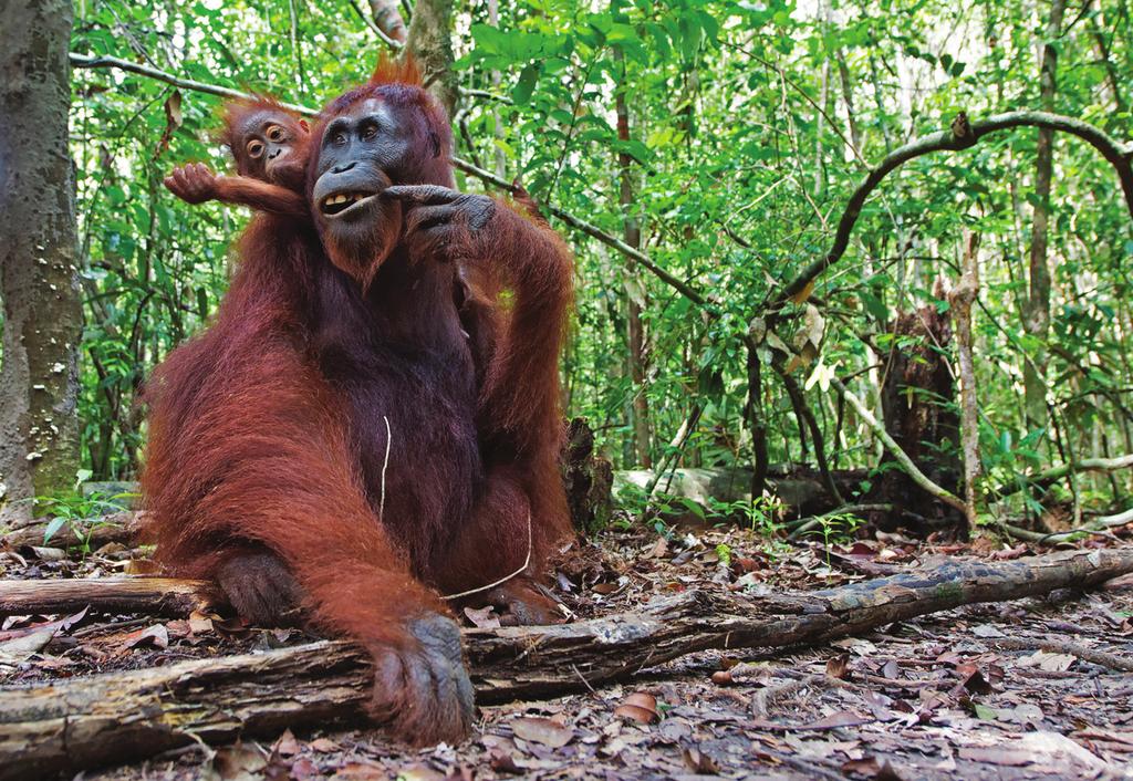 Suomen Kuvausmatkat oy BORNEO JA INDONESIAN Tiiviin retkiohjelman jälkeen vietämme vapaan iltapäivän Brunein kuningaskuntaan tutustuen.