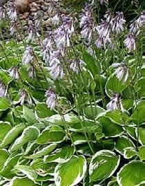 TERASSIHORTENSIA 11,95 / 2
