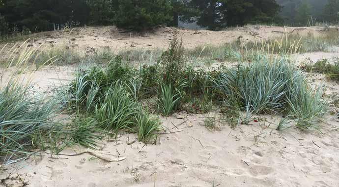 Kuva 27. Alue 2. Alueen itäosassa kasvaa muun muassa rantavehnää ja punakoisoa (Solanum dulcamara). Kasvillisuusalueen sijainti on esitetty kuvassa 24. Kuva 10.9.2016.