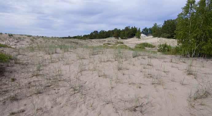 Kuva 41. Alueen 3 valtalajina on rantavehnä, siellä täällä kasvaa metsälauhaa. Kuva 21.6.2016. Kuva 42.
