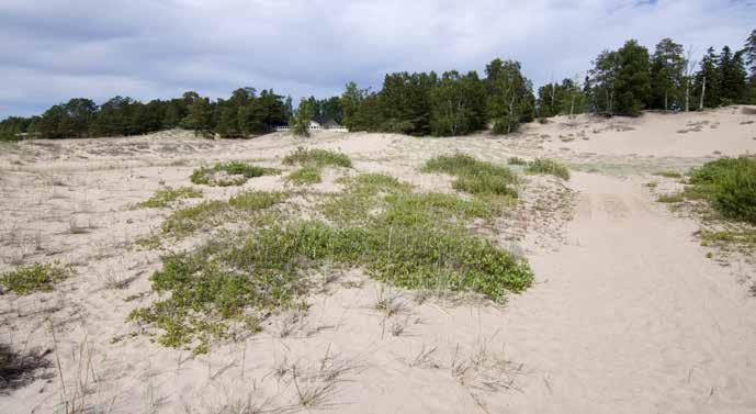 Kuvan oikeassa reunassa kulkee mönkijäura, jota käytetään naruristialueen huoltoajossa.