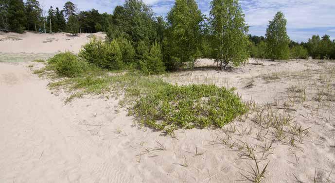 Kuva 43. Alueella 5 hanhenpaju ja kiiltopaju ovat muodostaneet matalia pajudyynejä.