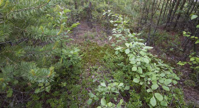 Kuva 53. Alueen 13 kenttäkerroksessa kasvaa hanhenpajua, metsälauhaa sekä yksittäisiä harmaaleppiä (Alnus incana) ja hieskoivuja.