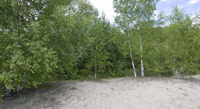Puulajeina on haapa (Populus tremula), harmaaleppä, hieskoivu, rauduskoivu (Betula pendula), raita (Salix caprea) ja mänty.