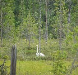 levähdyspaikkoja. Niiden määrittely perustuu kunkin eläinlajin biologiaan.