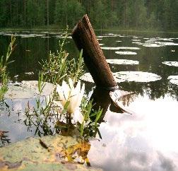 koivuhiiri kirjoverkkoperhonen kirjopapurikko Merenlahdet ja -rannat saukko lepakot viitasammakko isokultasiipi täplälampikorento idänkirsikorento