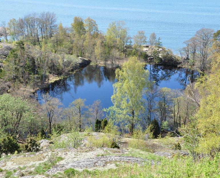 Vesisiippa Myotis daubentonii Perustietoa lajista Vesisiippa on perusväritykseltään ruskea lepakko.