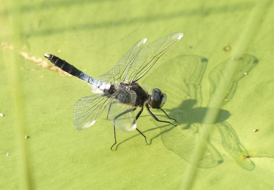 Lummelampikorento Leucorrhinia caudalis Perustietoa lajista Lummelampikorentoja elää Etelä- ja Keski-Suomen rehevillä järvillä ja suolammilla, joissa on tiheä, ulpukasta tai lumpeista muodostuva