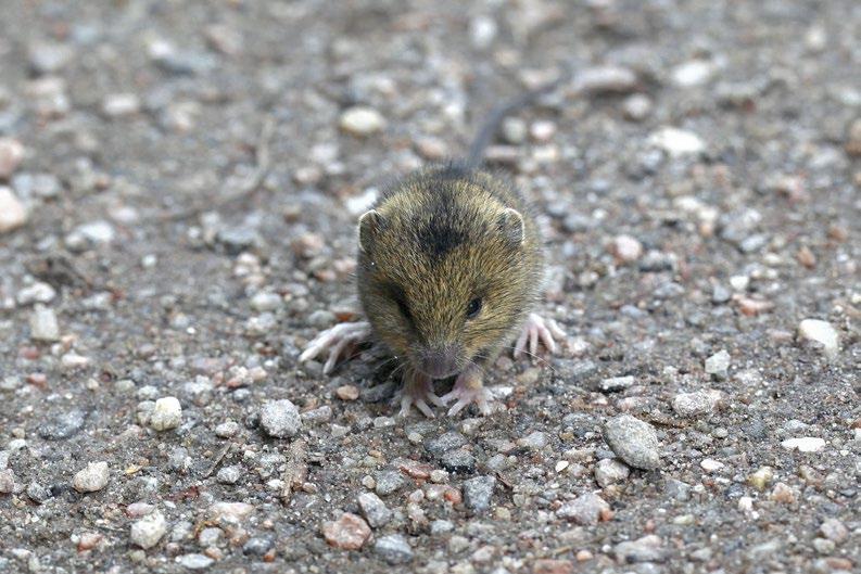 2 Oppaan laatiminen Lajikohtaisista teksteistä ovat vastanneet Esa Lammi ja Marko Vauhkonen Ympäristösuunnittelu Enviro Oy:stä. Niiden kirjoittamisessa on käytetty apuna useita asiantuntijoita.