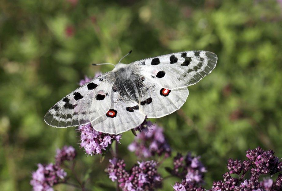 Isoapollo Parnassius apollo Martti Londén / Vastavalo.