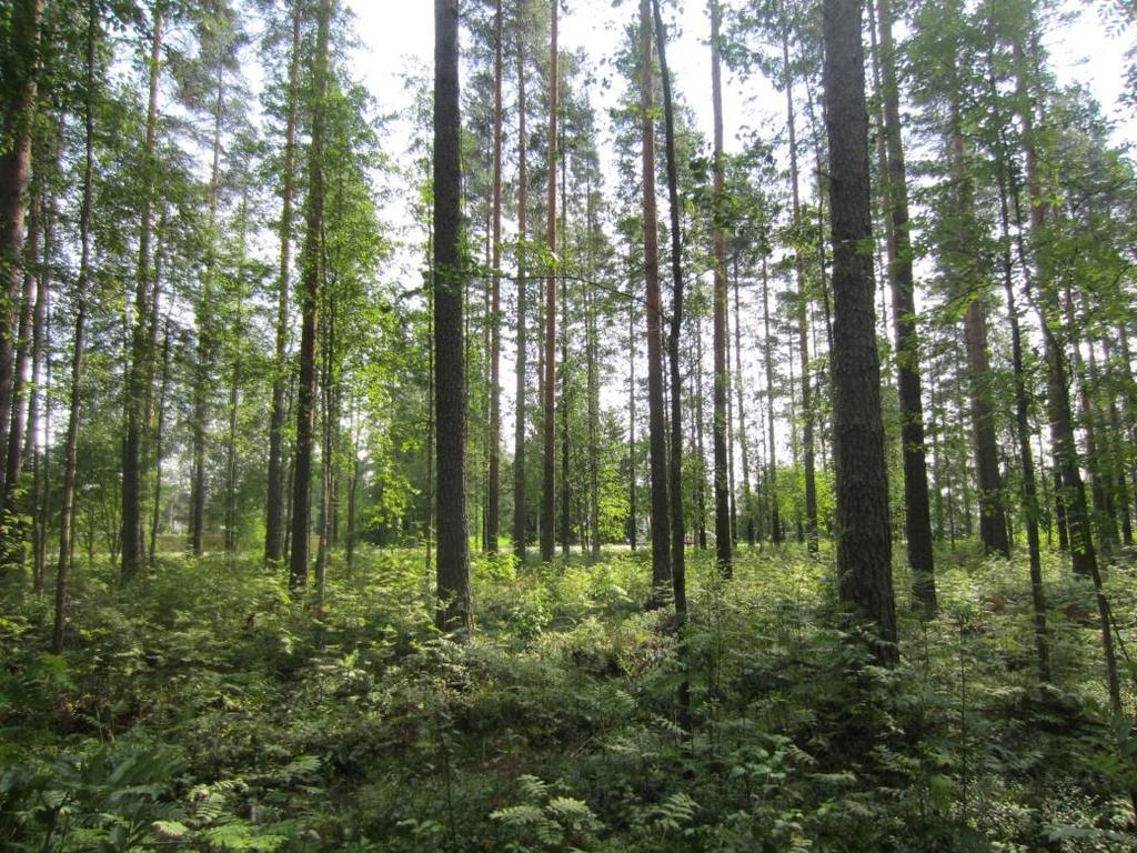 Mustikkavaltaisessa kenttäkerroksessa esiintyy yleisenä myös metsälauhaa, metsäkastikkaa, metsätähteä, oravanmarjaa, kevätpiippoa, kangasmaitikkaa ja kultapiiskua.