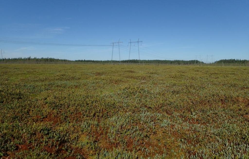 92 Ympäristövaikutusten arviointiohjelma Kuva 5.64. Repokankaan viitasammakon lisääntymis- ja levähdyspaikka. L2. Kapustasuo (kuva 5.