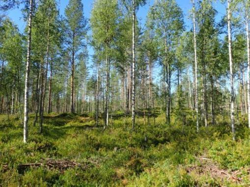 Ympäristövaikutusten arviointiohjelma 109 Hanke ei aiheuta suoria eikä välillisiä vaikutuksia luontotyypeille eikä niiden kasvillisuudelle, eläimistölle tai pienilmastolle tai luontotyyppien