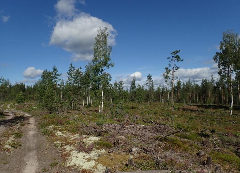 110 Ympäristövaikutusten arviointiohjelma Kuva 6.4. Rokuan Natura-aluetta kohdalla, missä uusi voimajohto sijoittuu lähimmäs Rokuan Natura-aluetta.