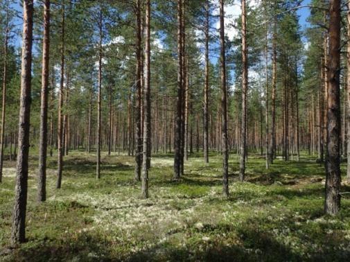 Voimajohtoreittiosuudet B1 ja B2 Voimajohtoreittiosuudet B1 ja B2 ovat rinnakkaisia sijoittuen joko nykyisten voimajohtojen itäpuolelle (B1) tai länsipuolelle (B2) Muhoksen Kapustasuon ja Vaalan