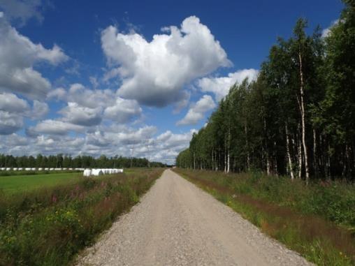 Viljelysten ympäristössä on pienialaisesti ravinteisempia metsäluontotyyppejä eli tuoreita kankaita, joilla kasvaa hajanaisesti myös