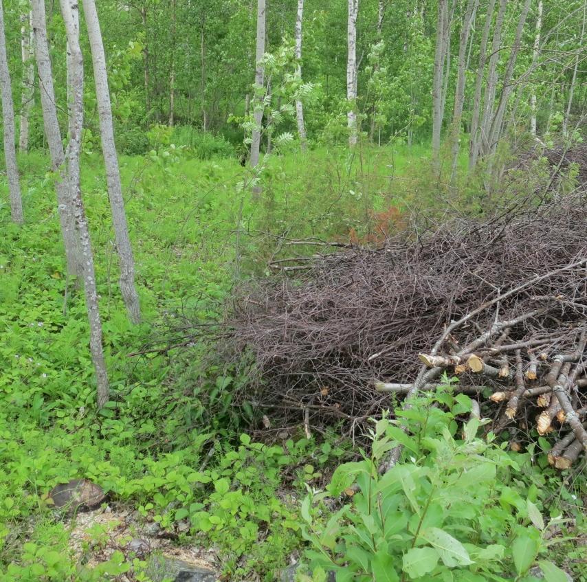 Kesän 2014 kartoituksessa 2.7. lehtokuvio oli voimakkaasti harvennushakattu. Nuorta haapaa ja koivua oli jätetty, mutta lehdon luonnontilaisuus oli tuhottu. Puro oli ennallaan.