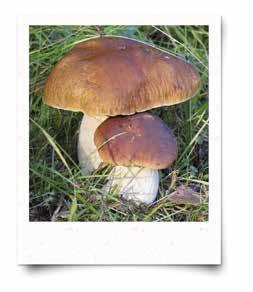 Boletus edulis Herkkutatti KÄYTTÖ Herkkutatti sopii esimerkiksi keittoihin, muhennoksiin, paistoksiin, salaatteihin, lasagneen, piirakoihin ja pitsoihin.