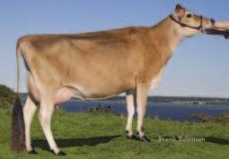 Goldminen tytär. Estran Randomin emä. BROWN SWISS Brown Swiss listalle otettiin uutena sonnina Kanadassa arvostelunsa saanut Hilltop Goldmine (Dynasty-Dalton).