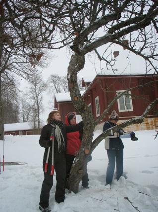 Maarit Heinonen / Luke Vaikka perinnekasvit ovat kestäviä, nekin tarvitsevat jonkin verran hoitoa säilyttääkseen elinvoimaisuutensa.