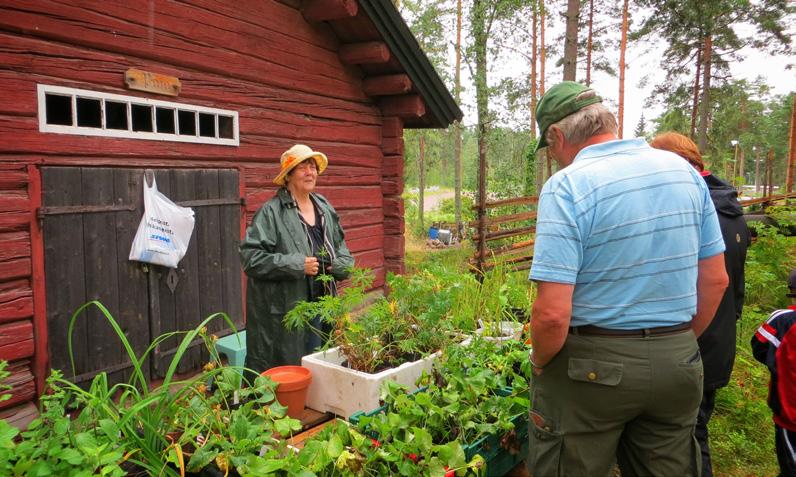 Anja Koskela Kotiseutujen perinnekasviperintö säilyy elävänä parhaiten, kun kasveista keskustellaan ja niitä levitetään.