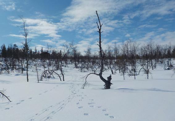 Klemetti Näkkäläjärvi Jälkiä lumella. Poropaimenten ammattitaitoon kuuluu erilaisten jälkien tunnistaminen, sekä eläinten että ihmisten.