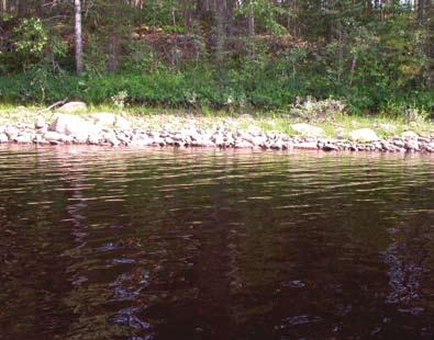 Runsashumuksisen Petkeljärven karua hiekka- ja kivikkorantaa. Harjuihin rajoittuvilla hiekkarannoilla vedenkorkeuden suuret vaihtelut olivat aiheuttaneet voimakasta eroosiota. Kuva 5.