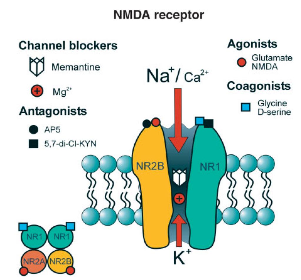 Miten NMDA reseptorin salpaaja memantiini voi parantaa muistia? -välineuronien aktivaation esto? -eksitotoksisuuden esto? -neurotrofiinien aktivaatio?