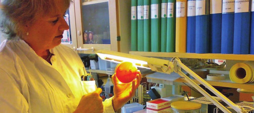 Edelleen välttämätöntä: perinteistä laboratoriotutkimusta Ruotsin tartuntatautiviraston (Smittskyddsinstitutet) laboratoriossa.