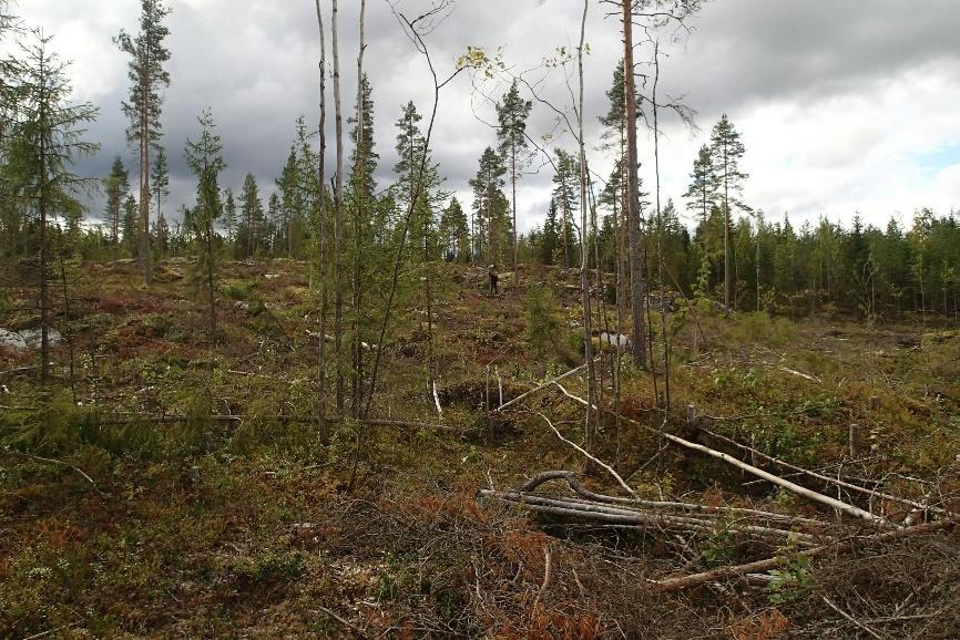 Edellinen sivu: TT kulkee Kellokorvenmäen pohjoisrinnettä.