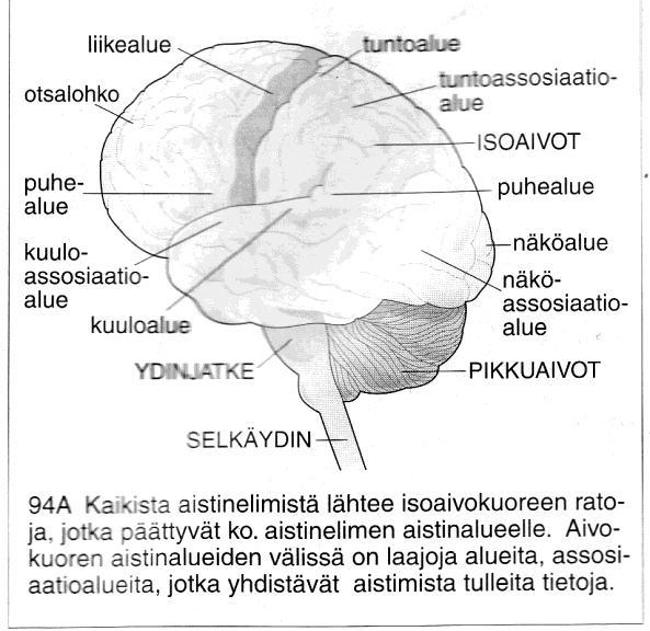 8 asento- ja liikeaistimukset ovat tärkeimmissä rooleissa sensorisen integraation kehityksessä (Yack ym. 2001, 49). KUVA 1. Aistinalueet aivoissa. (Leinonen, Nyberg, Tast & Tyrväinen 1999, 94). 2.3.