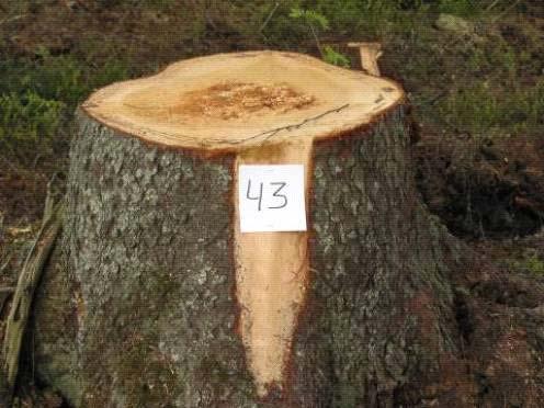 0 tonnia. Kahmari oli hakkuutähteen korjuuseen tarkoitettu hakkuutähdekoura ja vakiorakenteinen kuormatila oli varustettu Ponssen säädettävällä kuormatilan jatkeella.
