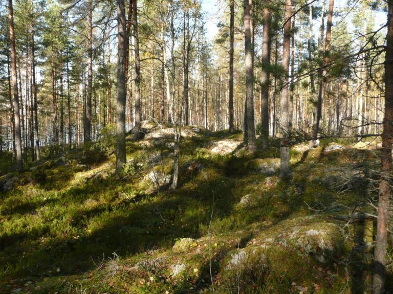 3 Inventointi Kaava-alue inventoitiin yhden päivän aikana kahden arkeologin voimin lokakuussa 2010. Pääpaino työssä oli kaavaan merkityillä rakentamattomilla tonteilla, jotka kaikki tarkastettiin.