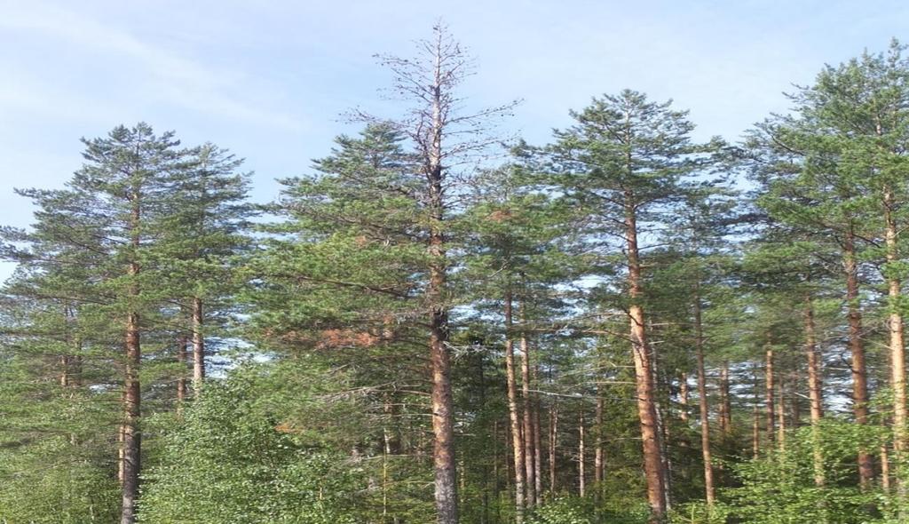 Tervasrosoa torjutaan pääasiassa hakkuilla. Tärkein keino on poistaa sairaat puut harvennuksen ja metsikön uudistuksen yhteydessä.