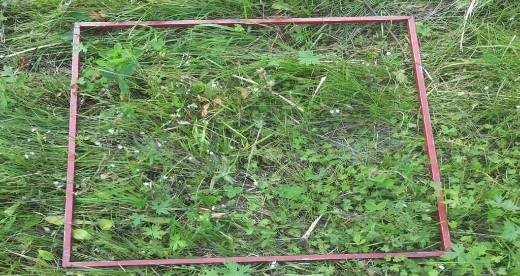 sesti kukinnan loppumisen takia. Kasvupaikkojen tyypittely ja luokittelu tehtiin ristikkokerännän yhteydessä koealoilta.