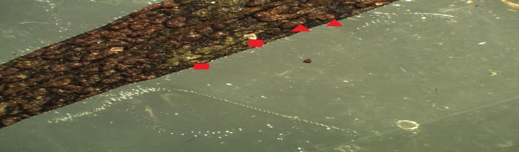 1.3. Tervasroson ja männynneulasruosteen levinneisyys ja runsaus silmäruohoilla Kolmelta koealalta kymmenestä